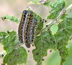 Attēlu rezultāti vaicājumam “Epirranthis diversata upperside”