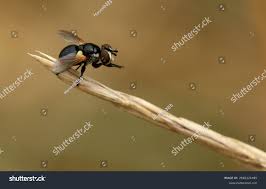 Attēlu rezultāti vaicājumam “Gymnosoma sp.”