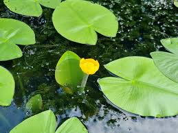 Attēlu rezultāti vaicājumam “Nuphar lutea fruit”