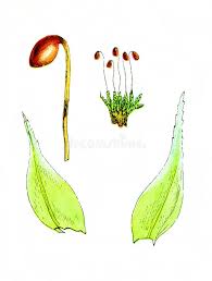 Attēlu rezultāti vaicājumam “Bryum neodamense”