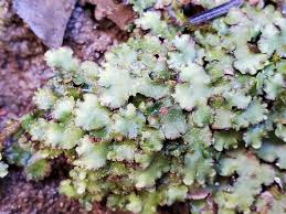 Attēlu rezultāti vaicājumam “Preissia quadrata”