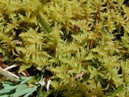 Attēlu rezultāti vaicājumam “Palustriella decipiens”