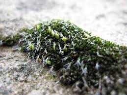 Attēlu rezultāti vaicājumam “Eurhynchiastrum pulchellum macro”