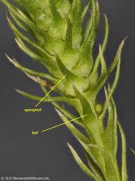 Attēlu rezultāti vaicājumam “Mnium lycopodioides”