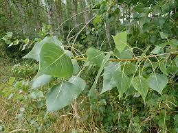 Attēlu rezultāti vaicājumam “Populus x berolinensis leaf”