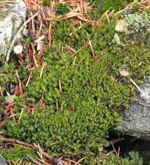 Attēlu rezultāti vaicājumam “Barbilophozia barbata”