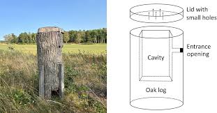 Attēlu rezultāti vaicājumam “Osmoderma barnabita imago”