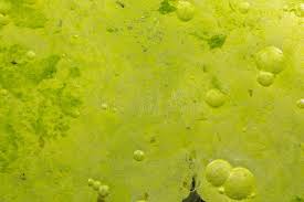 Attēlu rezultāti vaicājumam “Cyanophyta”