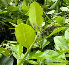 Attēlu rezultāti vaicājumam “Oenothera rubricauli leaf”