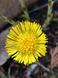 Attēlu rezultāti vaicājumam “Tussilago farfara flower”