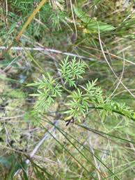 Attēlu rezultāti vaicājumam “Peucedanum palustre leaf”