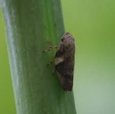 Attēlu rezultāti vaicājumam “Aphrophoridae nymph”