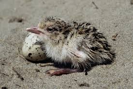 Image result for Sterna acuflavida