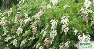Attēlu rezultāti vaicājumam “Sorbaria sorbifolia bud”