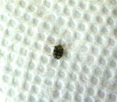 Attēlu rezultāti vaicājumam “Anthrenus verbasci”