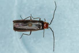 Attēlu rezultāti vaicājumam “Cantharidae”