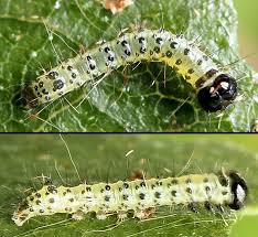 Attēlu rezultāti vaicājumam “Ptilodon capucina”