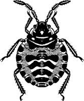 Attēlu rezultāti vaicājumam “Thecabius affinis nymph”