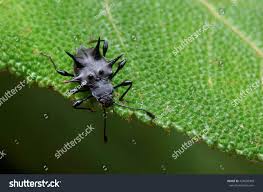 Attēlu rezultāti vaicājumam “Endomychidae”