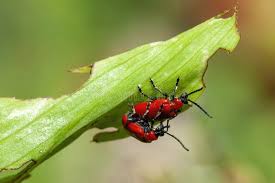 Attēlu rezultāti vaicājumam “Lilioceris lilii”