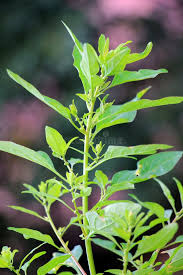 Attēlu rezultāti vaicājumam “Chenopodium polyspermum var. acutifolium flower”