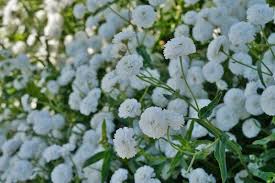 Attēlu rezultāti vaicājumam “Achillea ptarmica leaf”