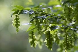 Attēlu rezultāti vaicājumam “Carpinus caroliniana”