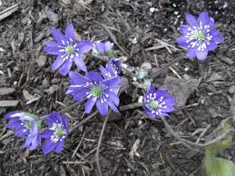 Attēlu rezultāti vaicājumam “Hepatica nobilis bud”