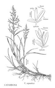 Image result for rosa aquatica