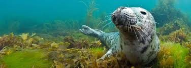 Image result for Dearne Valley Swimming Club