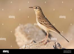 Image result for Anthus campestris