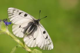 Attēlu rezultāti vaicājumam “Parnassius mnemosyne underside”