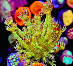 Attēlu rezultāti vaicājumam “Anomoporia bombycina”