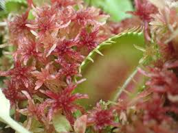 Attēlu rezultāti vaicājumam “Sphagnum quinquefarium”