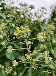 Attēlu rezultāti vaicājumam “Hedera helix  flower”