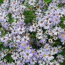 Image result for Aster novi-belgii