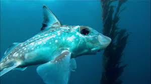 Image result for Hydrolagus colliei