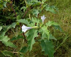 Attēlu rezultāti vaicājumam “Datura stramonium”