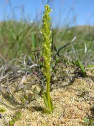 Attēlu rezultāti vaicājumam “Hammarbya paludosa leaf”
