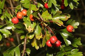 Attēlu rezultāti vaicājumam “Crataegus monogyna subsp. nordica”