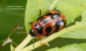 Attēlu rezultāti vaicājumam “Gonioctena viminalis”