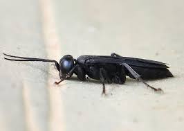 Attēlu rezultāti vaicājumam “Crabronidae”