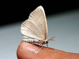 Attēlu rezultāti vaicājumam “Cabera pusaria”