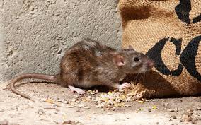 Attēlu rezultāti vaicājumam “Rattus norvegicus”