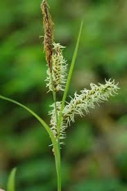 Attēlu rezultāti vaicājumam “Carex praecox”