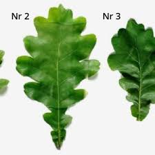 Attēlu rezultāti vaicājumam “Quercus robur leaf”