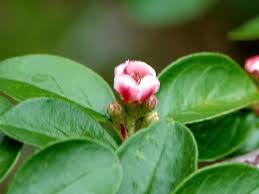 Attēlu rezultāti vaicājumam “Cotoneaster divaricatus fruit”