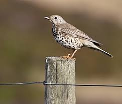 Image result for Turdus ruficollis