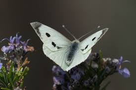 Attēlu rezultāti vaicājumam “Pieris brassicae female”