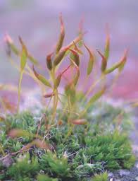 Attēlu rezultāti vaicājumam “Pleurocarpous mosses sporophyte”